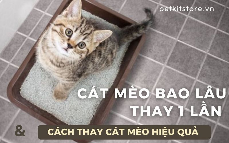Cát mèo bao lâu thay 1 lần? Cách thay cát mèo hiệu quả