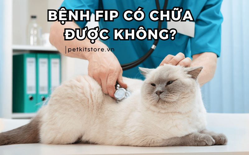 Bệnh FIP có chữa được không? Cách phòng bệnh FIP ở mèo