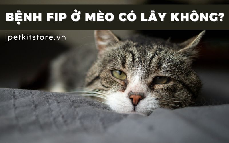 Bệnh FIP của mèo có lây không và lây thông qua đường nào?