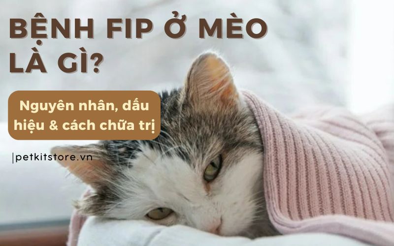 Bệnh FIP ở mèo là gì? Nguyên nhân, dấu hiệu và cách chữa FIP