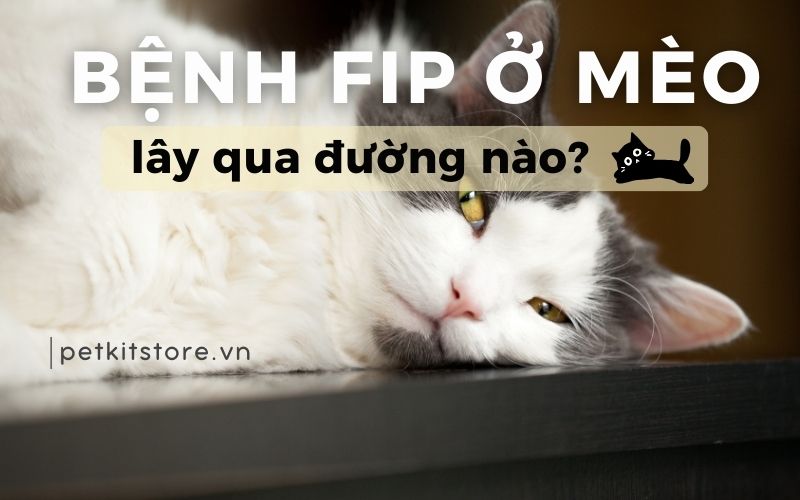Bệnh FIP ở mèo lây qua đường nào?