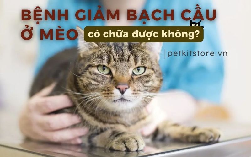 Bệnh giảm bạch cầu ở mèo có chữa được không?