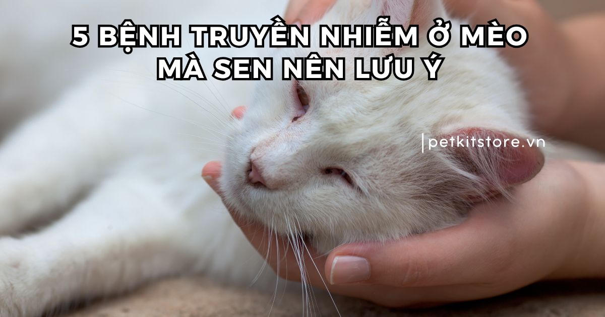 5 bệnh truyền nhiễm ở mèo mà Sen nên lưu ý