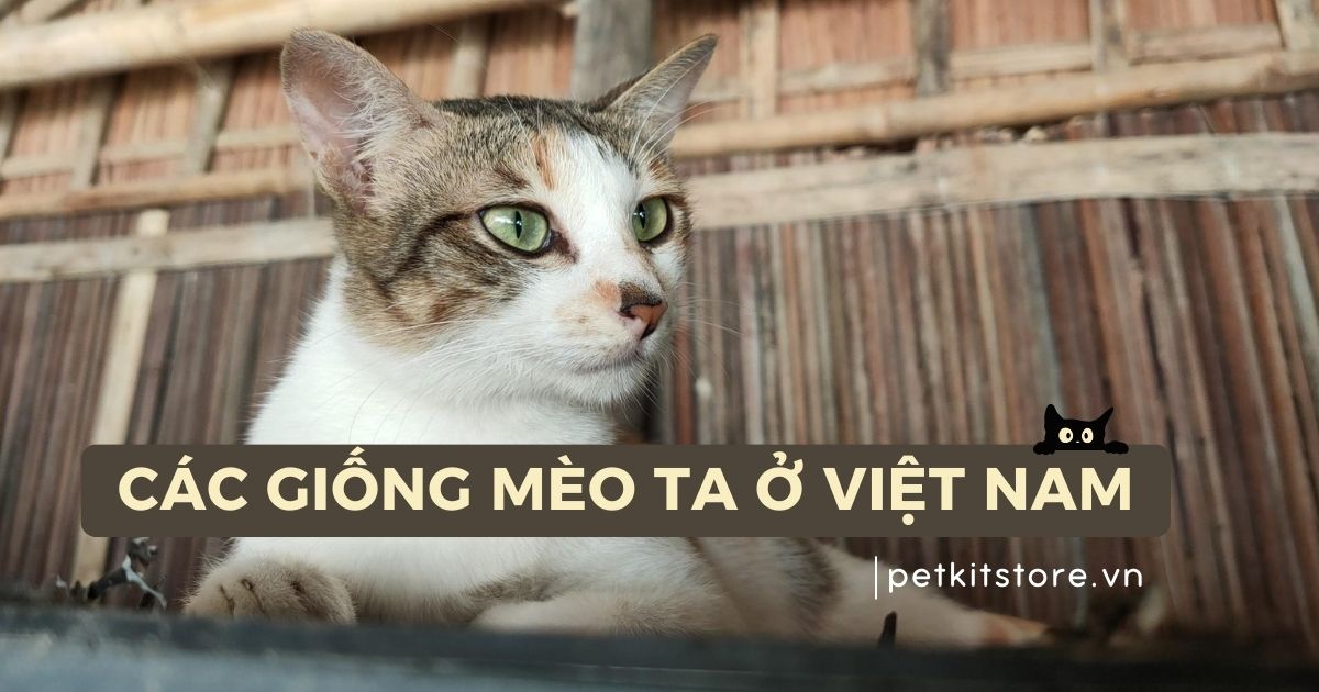 Các giống mèo ta ở Việt Nam: có mấy loại, nuôi dễ không?