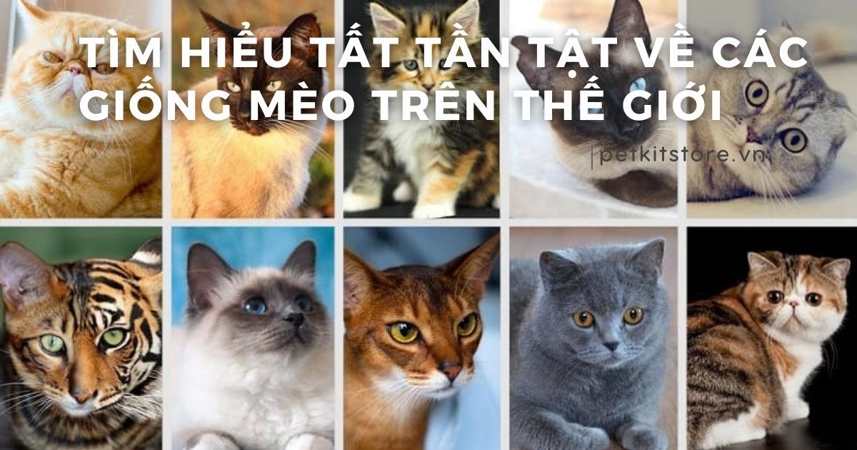 Tìm hiểu tất tần tật về các giống mèo trên thế giới