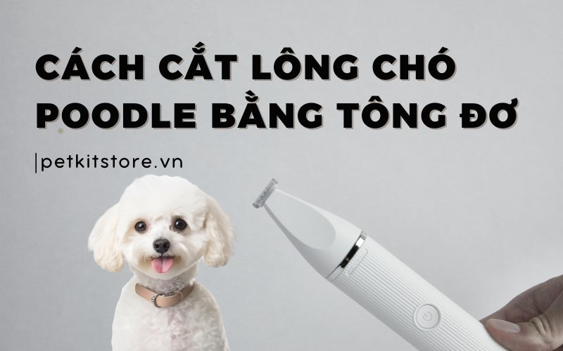 Cách cắt lông chó Poodle bằng tông đơ tại nhà đẹp như spa