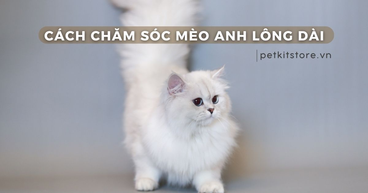 Cách chăm sóc mèo Anh lông dài khỏe, đẹp từ A - Z