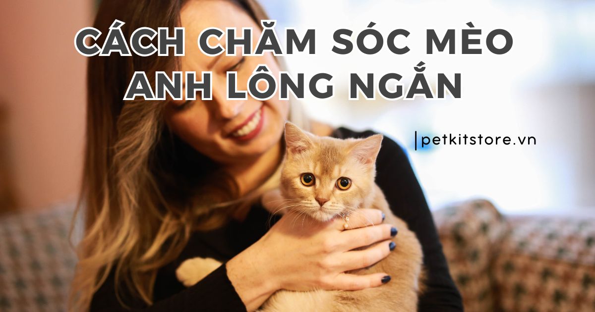 Cẩm nang cách chăm sóc mèo Anh lông ngắn chuẩn nhất