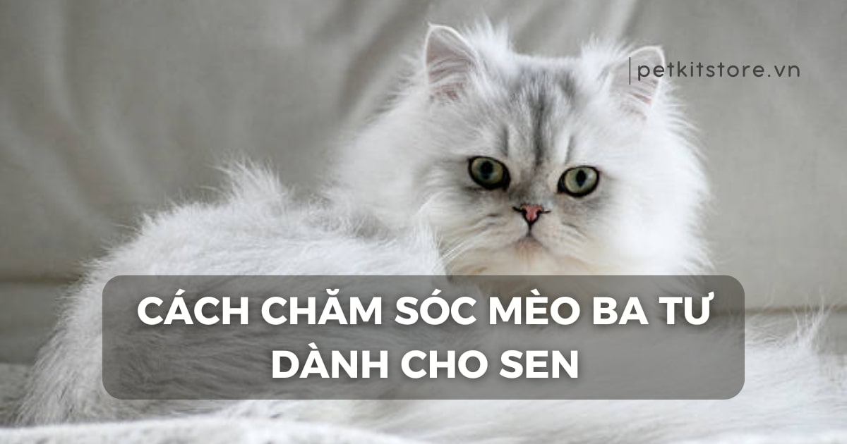 Tất tần tật cách chăm sóc mèo Ba Tư dành cho Sen