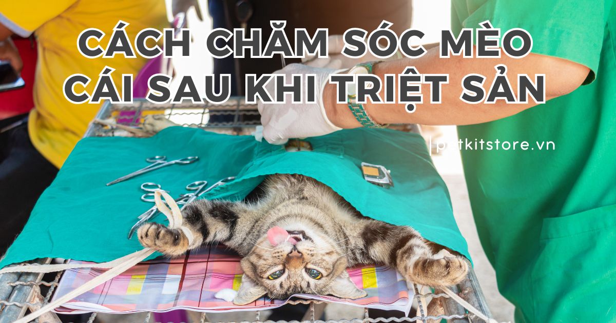 Cách chăm sóc mèo cái sau khi triệt sản để sớm phục hồi