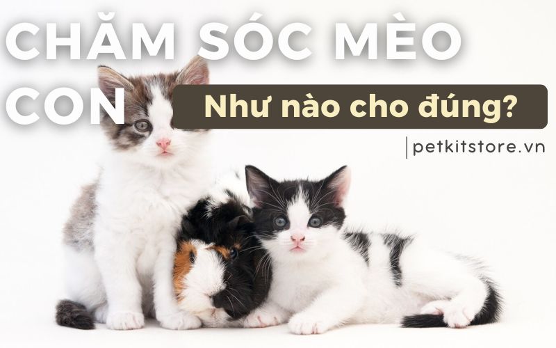Hướng dẫn cách chăm sóc mèo con chi tiết từ A đến Z