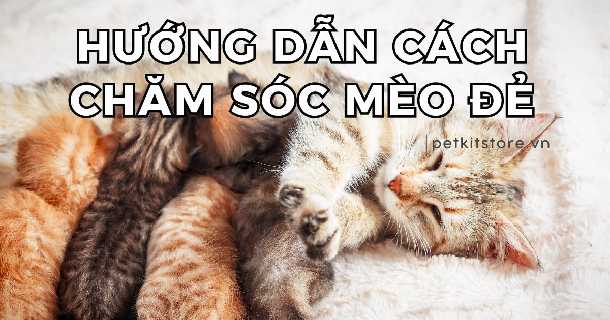 Hướng dẫn cách chăm sóc mèo đẻ chi tiết, dễ thực hiện tại nhà