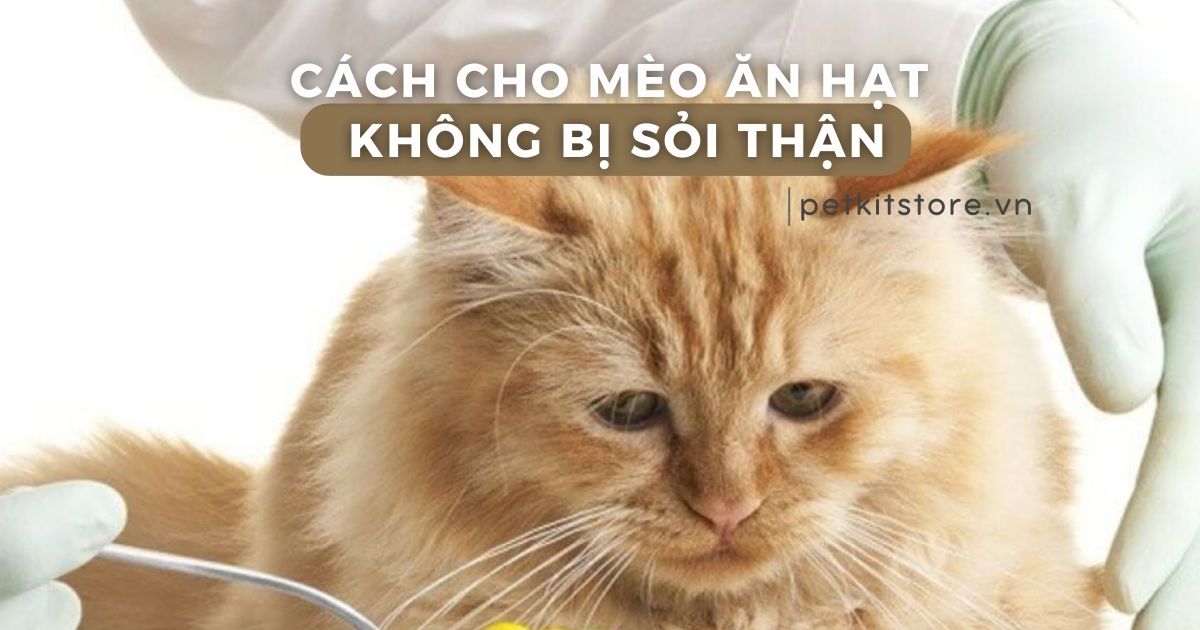 Cách cho mèo ăn hạt không bị sỏi thận