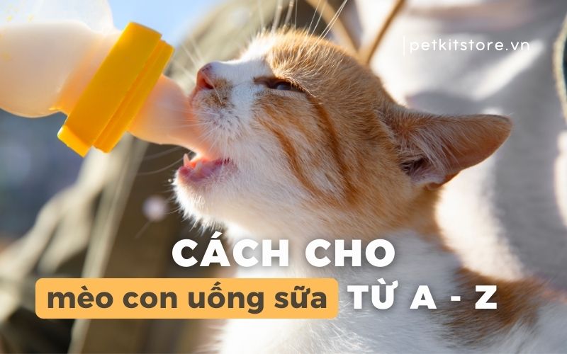 Cách cho mèo con uống sữa chi tiết từ A-Z