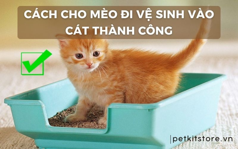 Cách cho mèo đi vệ sinh vào cát đảm bảo thành công