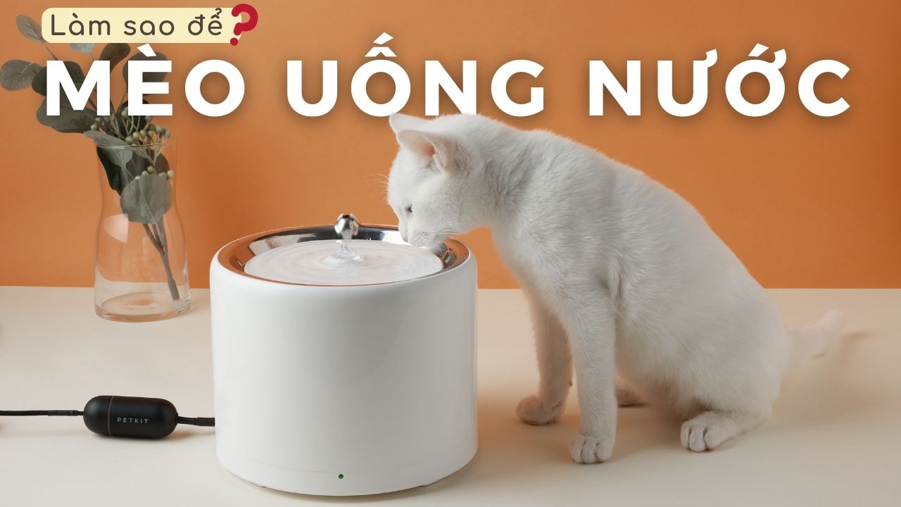 Cách cho mèo uống nước để đảm bảo được sức khoẻ