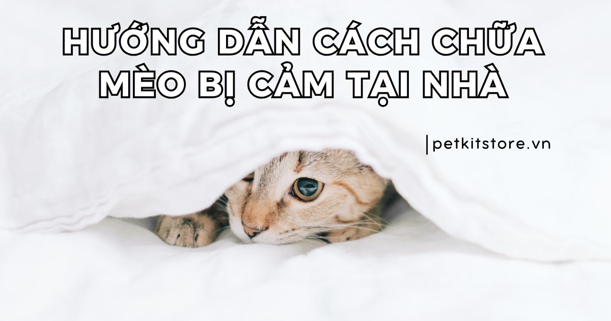 Hướng dẫn cách chữa mèo bị cảm tại nhà