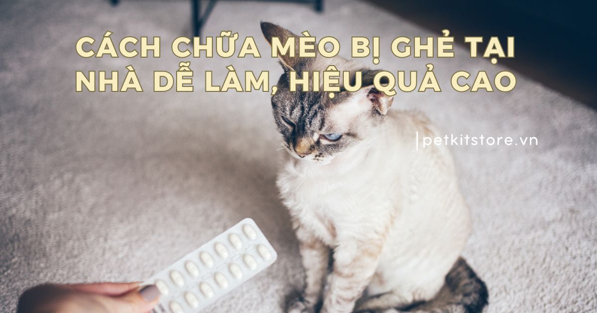 Cách chữa mèo bị ghẻ tại nhà cực dễ làm, hiệu quả cao