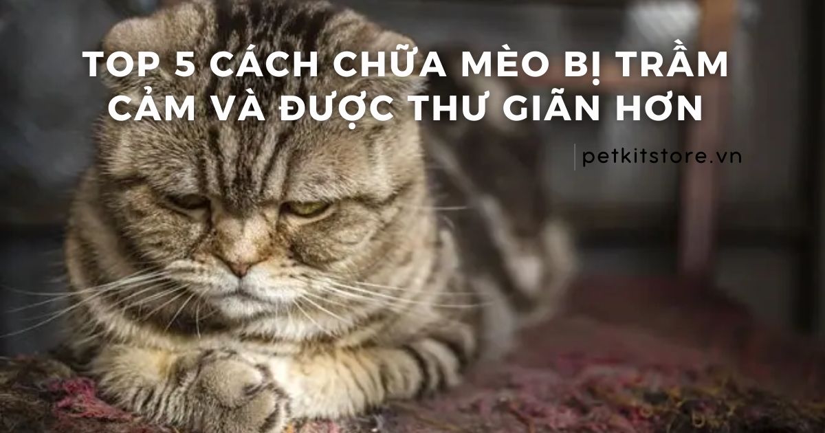 TOP 5 cách chữa mèo bị trầm cảm và được thư giãn hơn