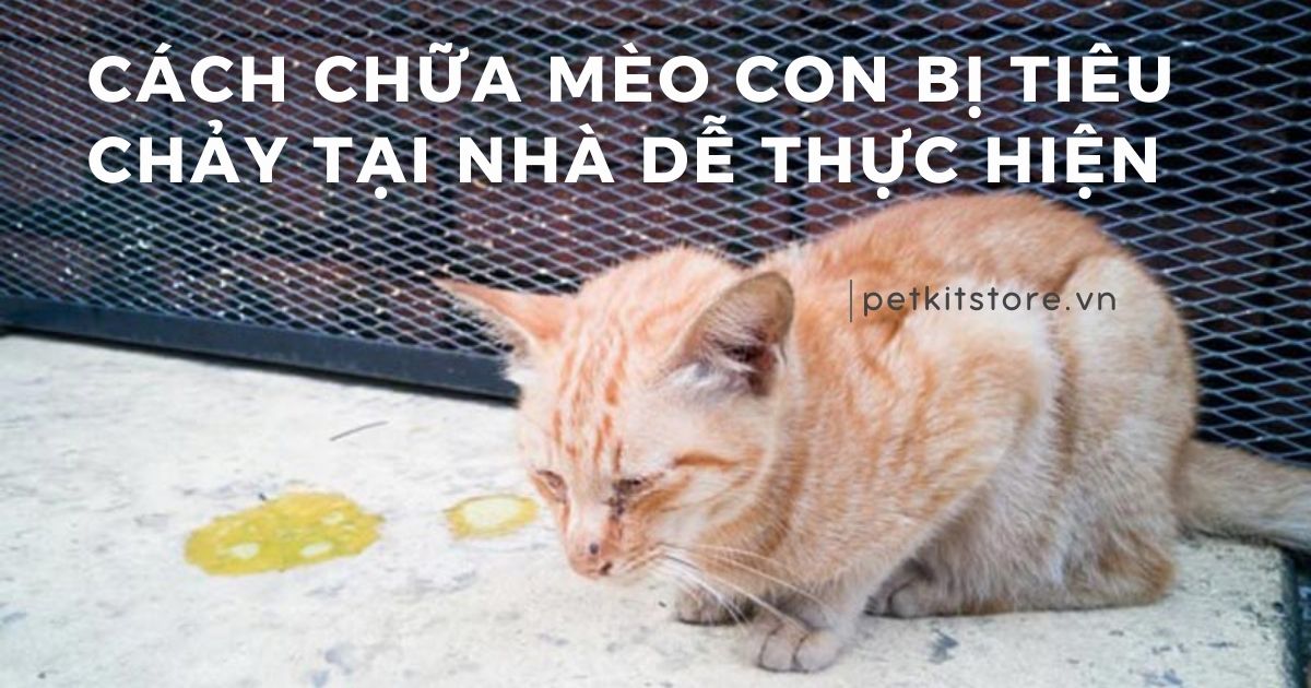 Cách chữa mèo con bị tiêu chảy tại nhà dễ thực hiện