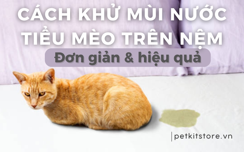 Cách khử mùi nước tiểu mèo trên nệm đơn giản, hiệu quả