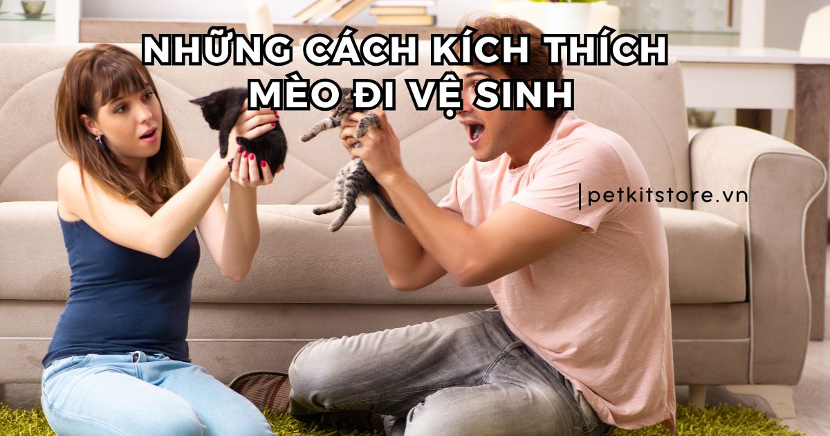 Những cách kích thích mèo đi vệ sinh mà Sen có thể thực hiện