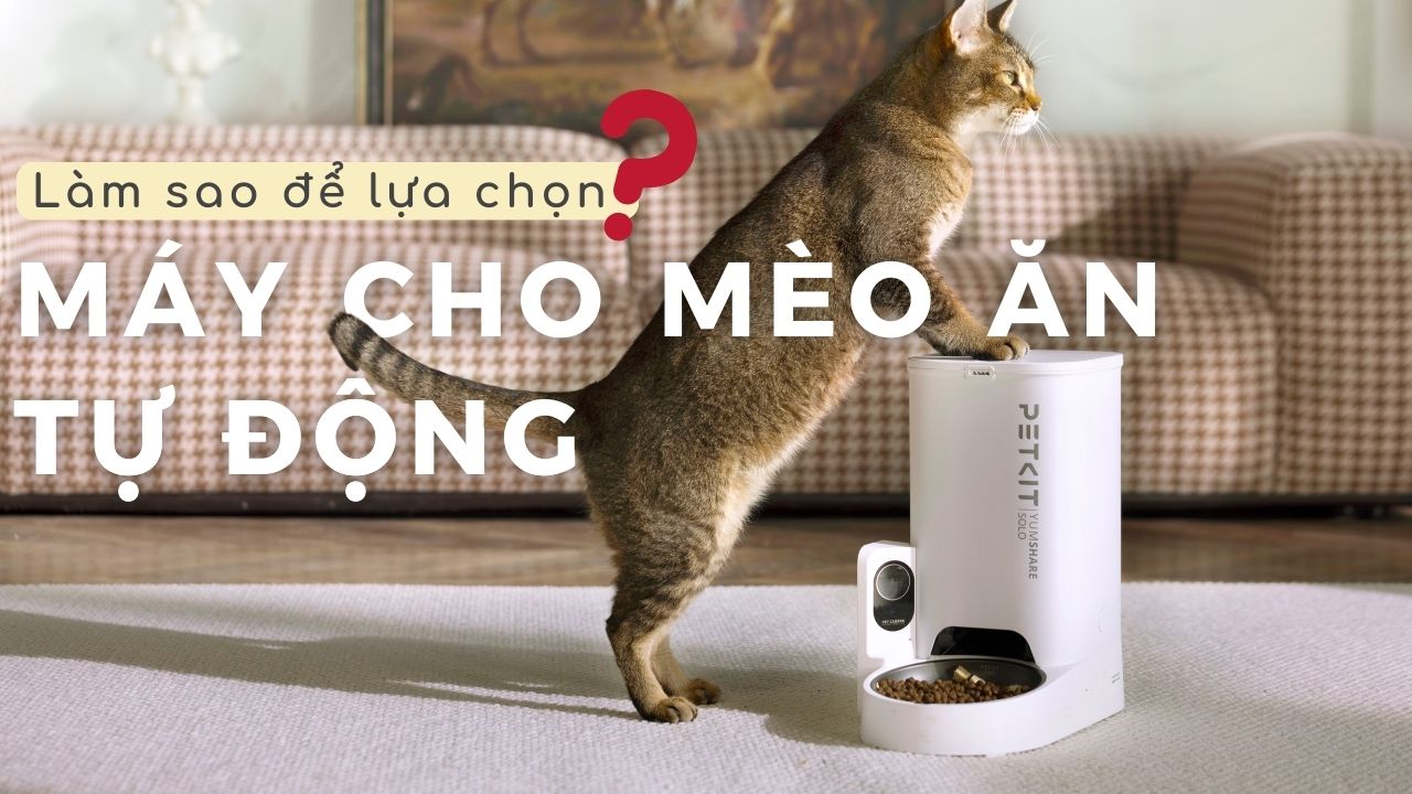 Cách lựa chọn máy cho mèo ăn tự động phù hợp với nhu cầu gia đình bạn