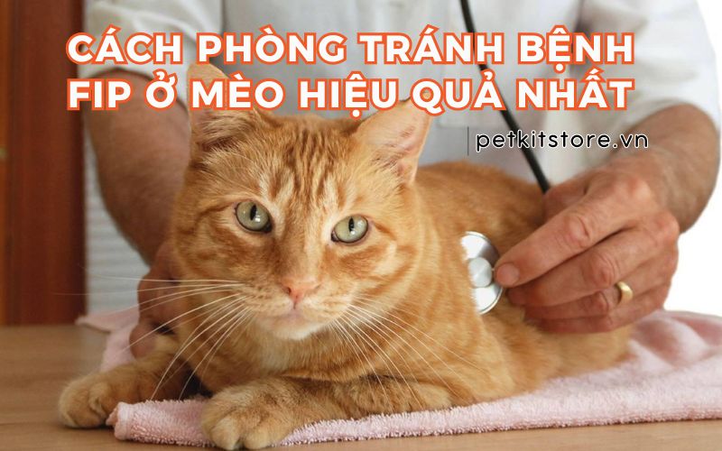 Top các cách phòng tránh bệnh FIP ở mèo hiệu quả nhất
