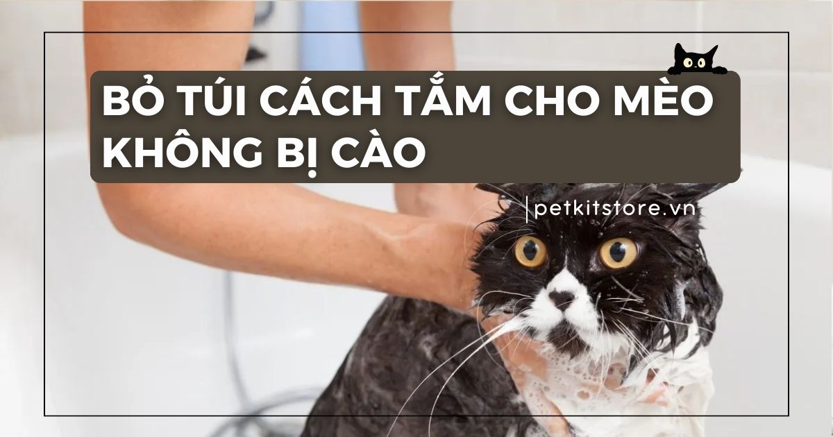 Cách tắm cho mèo không bị cào mà sen nên bỏ túi