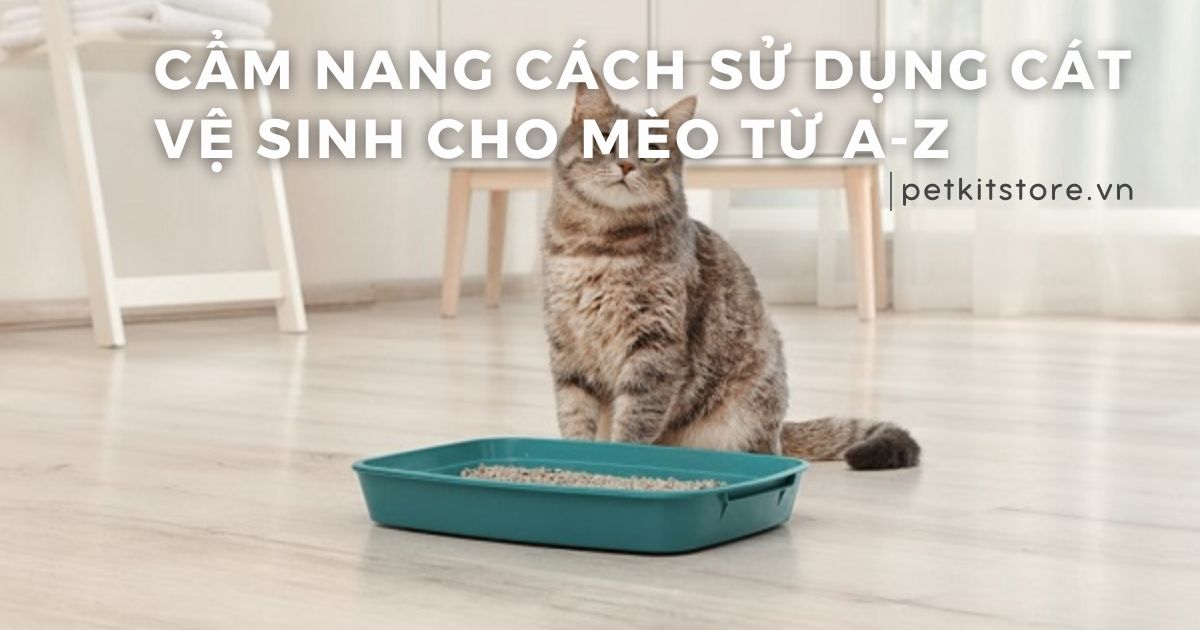 Cẩm nang cách sử dụng cát vệ sinh cho mèo từ A-Z
