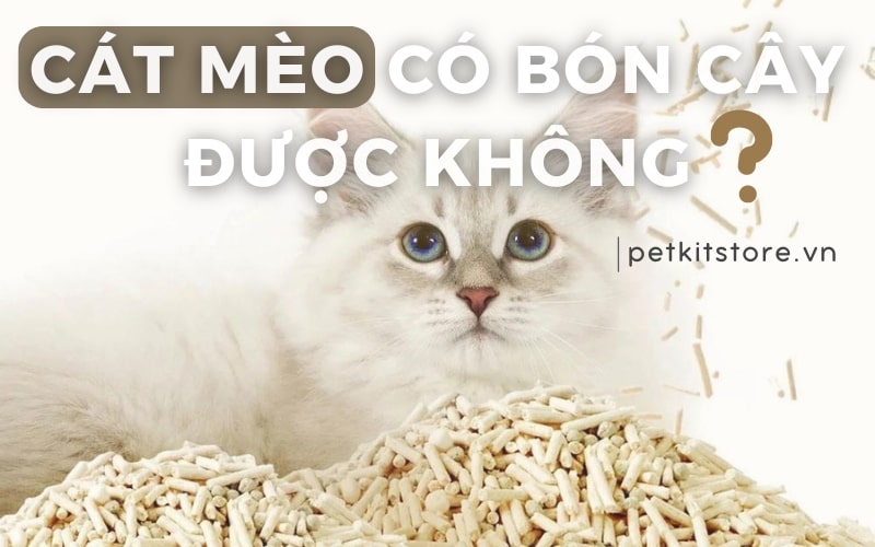 Cát mèo có bón cây được không?