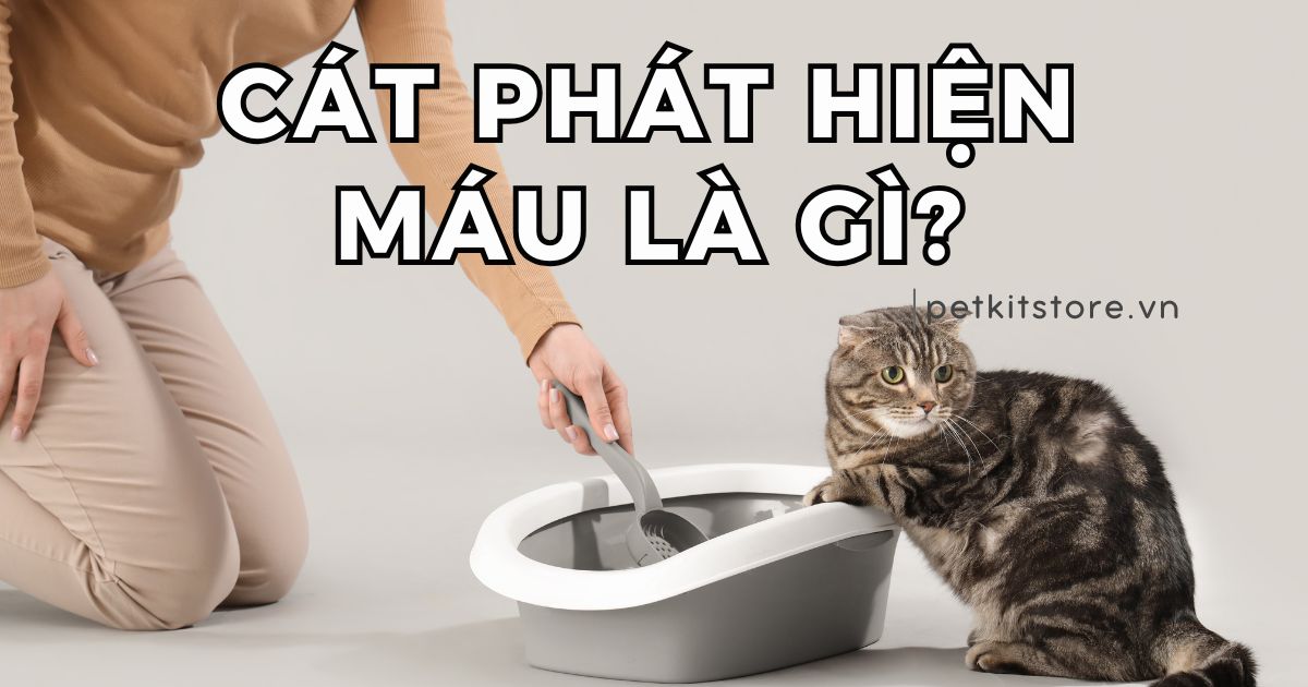Cát phát hiện máu là gì? Loại cát nào tốt nhất hiện nay?