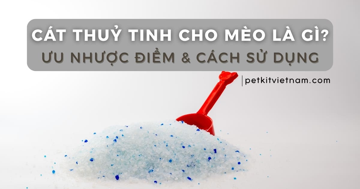 Cát thủy tinh cho mèo là gì? Ưu nhược điểm & Cách sử dụng hiệu quả