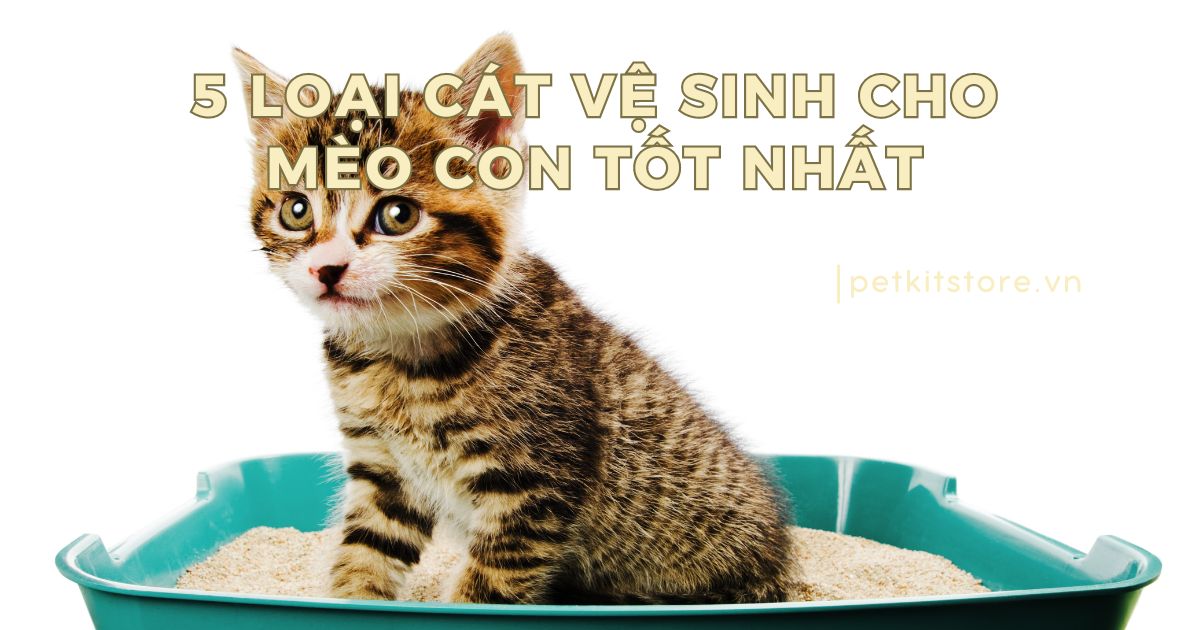 5 loại cát vệ sinh cho mèo con tốt nhất