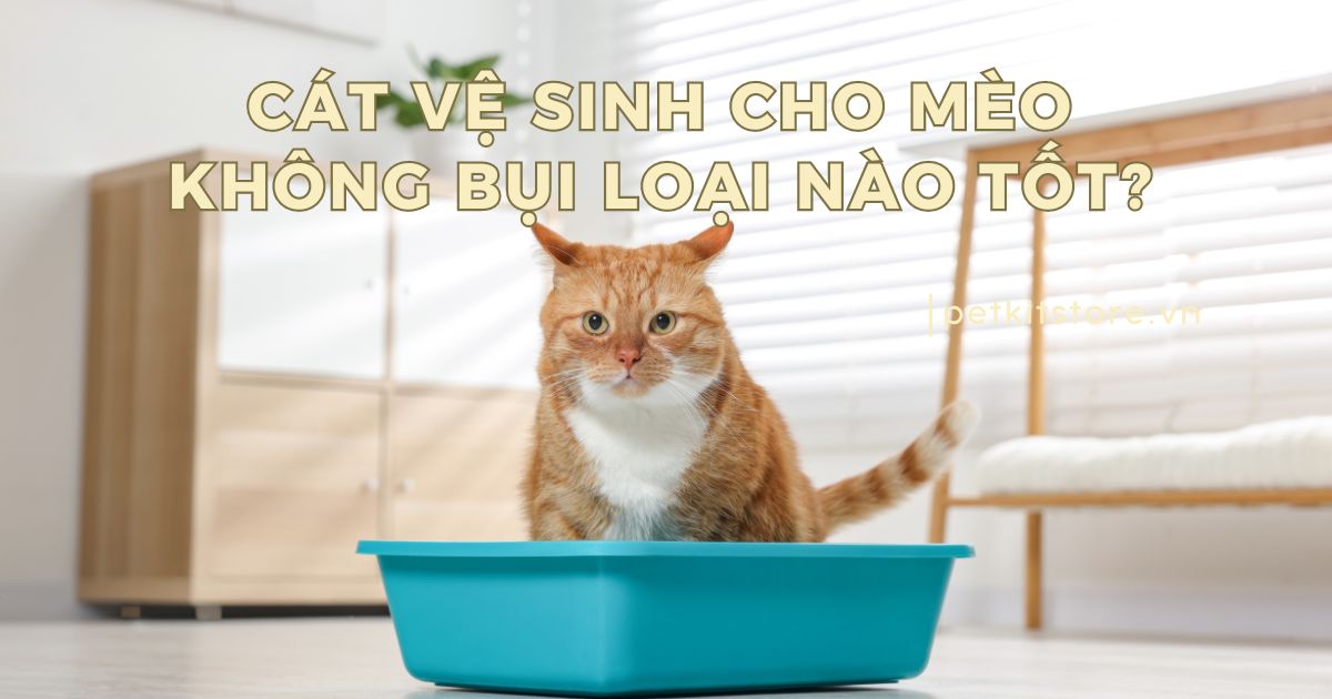 Cát mèo không bụi nên chọn loại nào?