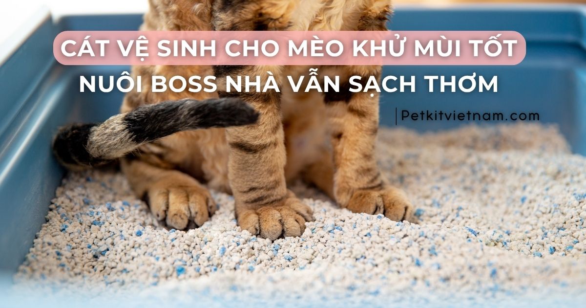 Cát vệ sinh cho mèo khử mùi hiệu quả - Nuôi Boss nhà vẫn sạch thơm