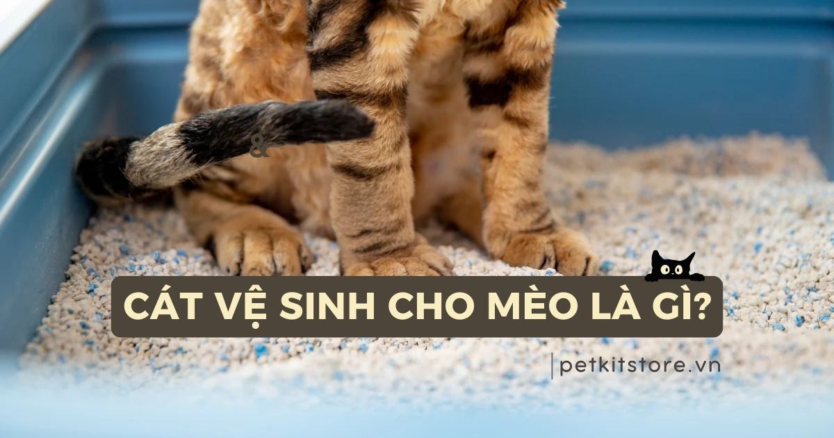 Cát vệ sinh cho mèo là gì? Cách sử dụng cát mèo hiệu quả