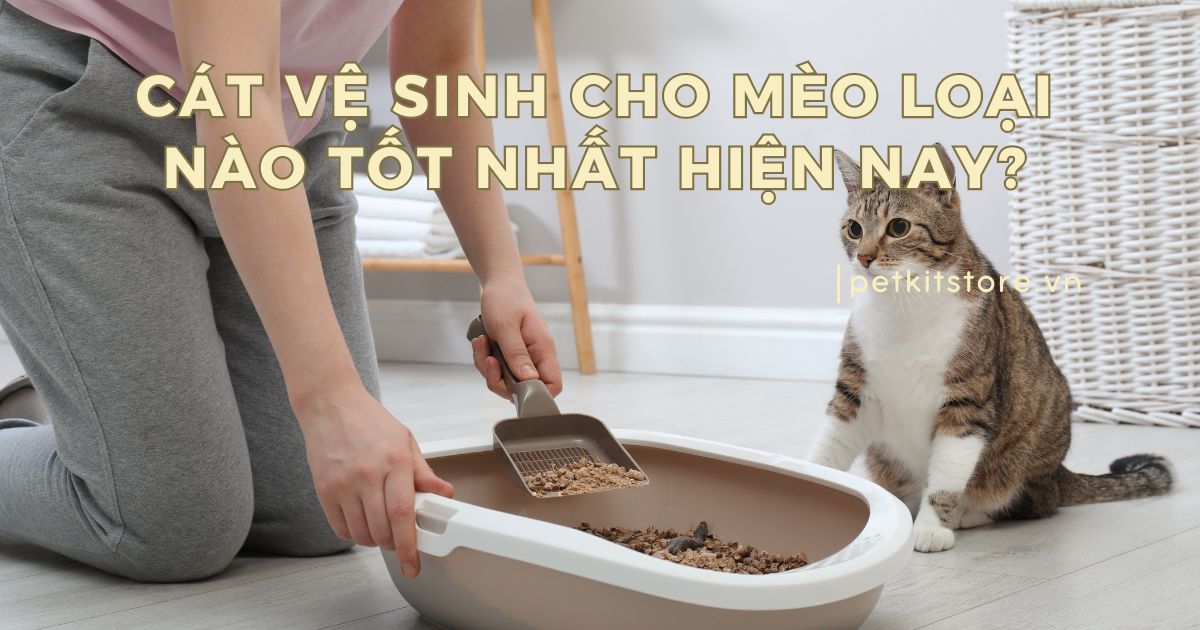 Cát vệ sinh cho mèo loại nào tốt nhất hiện nay?