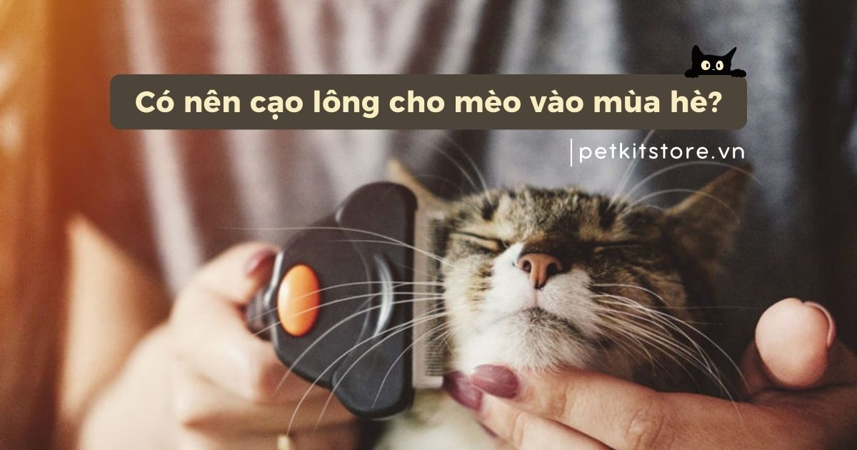 Có nên cạo lông cho mèo vào mùa hè không?