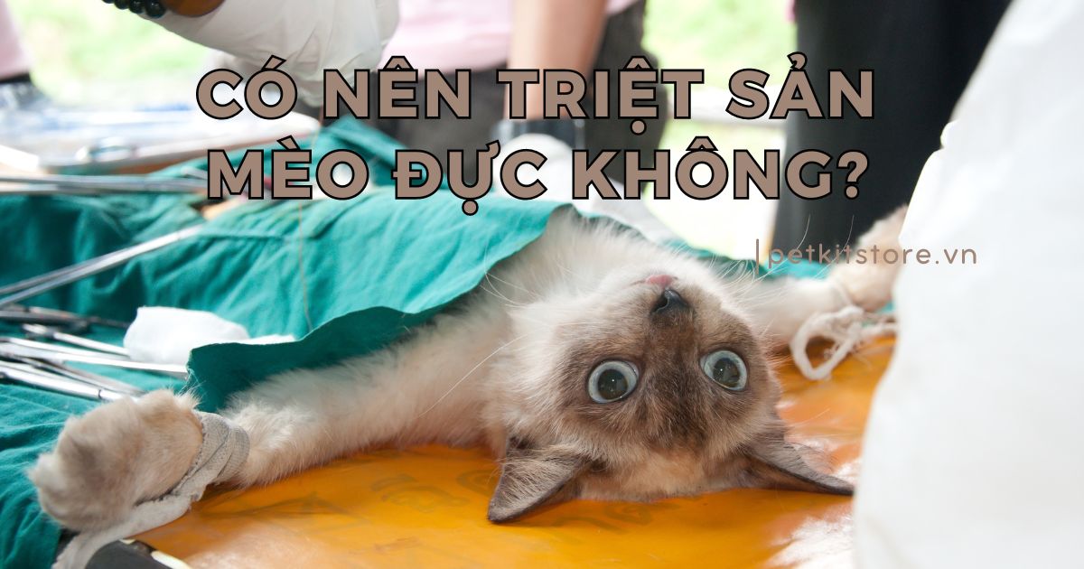 Có nên triệt sản mèo đực không? Ưu nhược điểm nên biết