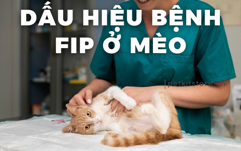 Nhận biết dấu hiệu bệnh FIP ở mèo để phòng, trị đúng cách