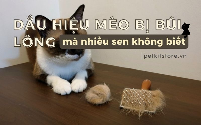 Dấu hiệu mèo bị búi lông mà nhiều SEN không biết