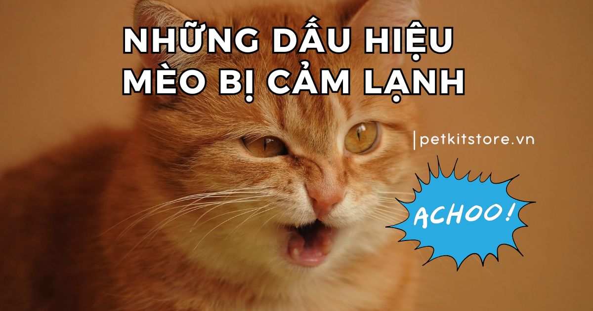 Những dấu hiệu mèo bị cảm lạnh mà Sen cần lưu ý