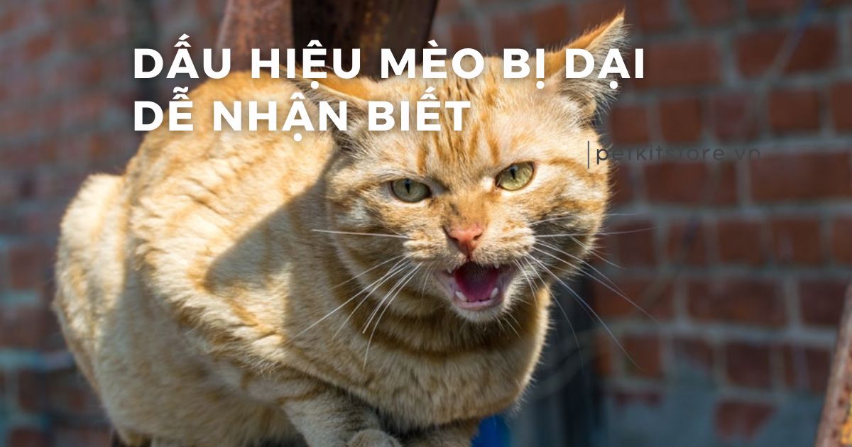 Dấu hiệu mèo bị dại gồm những gì? Cách nhận biết nhanh nhất!