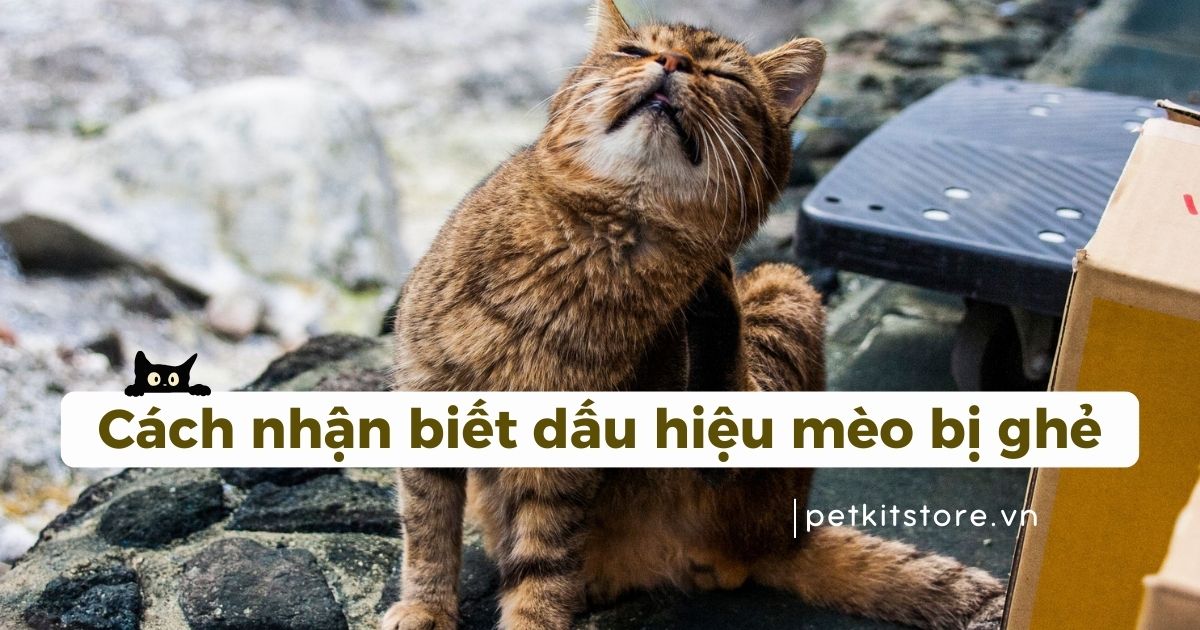 Cách nhận biết dấu hiệu mèo bị ghẻ chính xác nhất