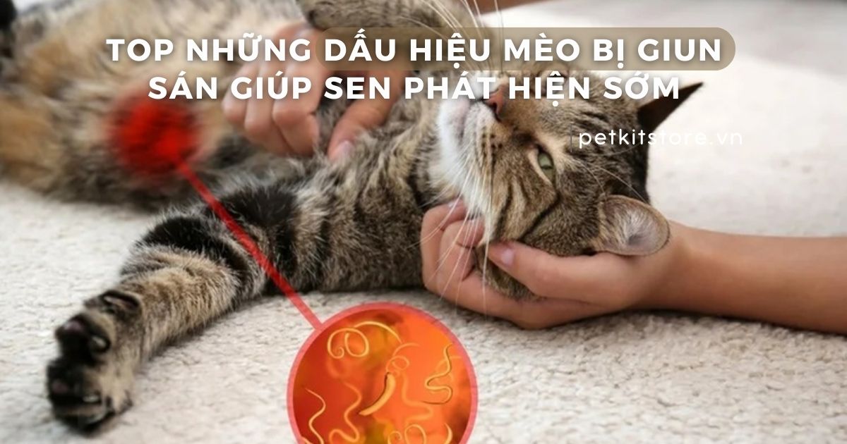 Top những dấu hiệu mèo bị giun sán giúp Sen phát hiện sớm