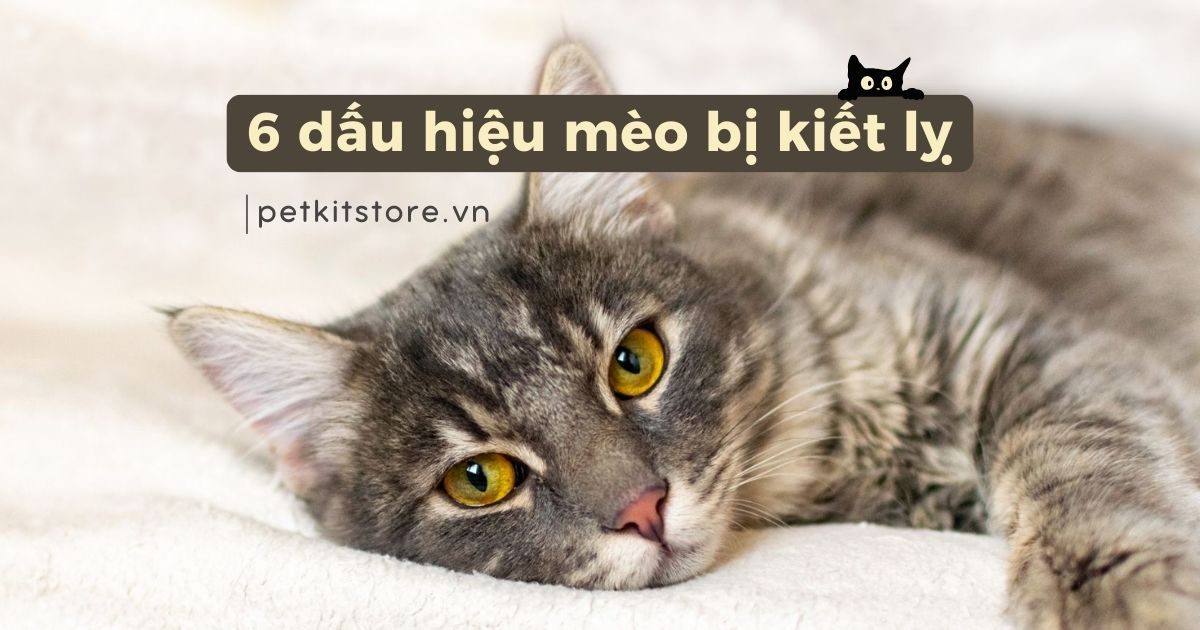 Điểm danh 6 dấu hiệu mèo bị kiết lỵ cần chú ý