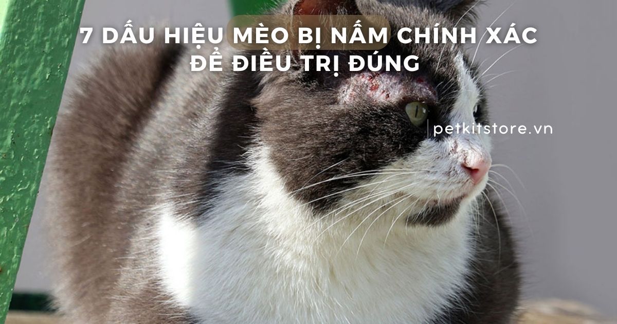 Nhận biết sớm 7 dấu hiệu mèo bị nấm để điều trị đúng