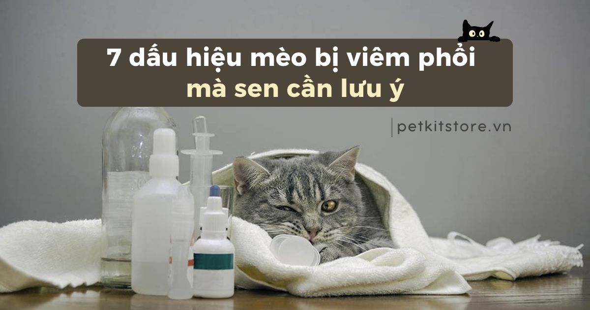 7 dấu hiệu mèo bị viêm phổi mà Sen cần lưu ý