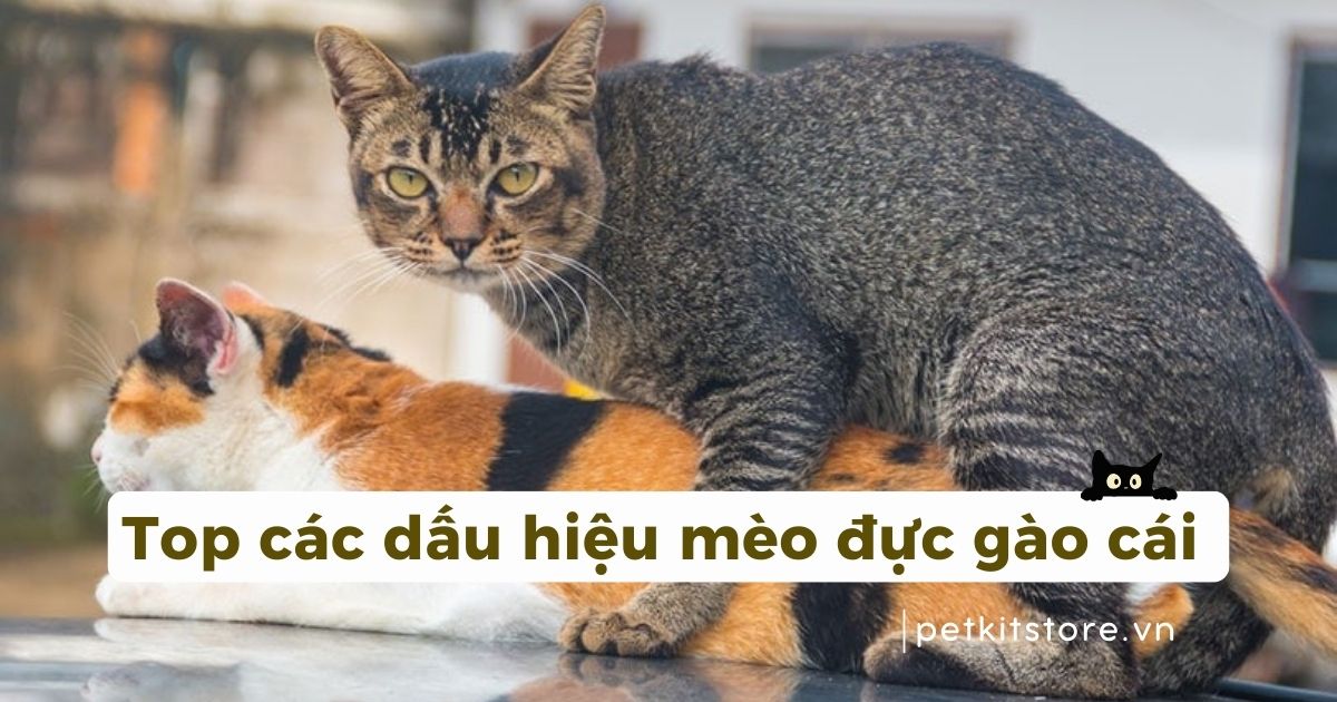 Top các dấu hiệu mèo đực gào cái mà sen cần nắm
